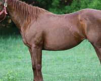 bay-roan-quarter-horse-mare
