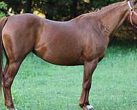 bay-roan-all-around-horse