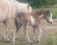 black-overo-frame-pattern-blue-eye-horse