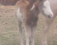 billy-idol-miniature-horse