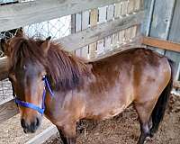 bay-halter-trained-pony
