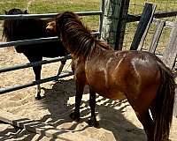 bay-miniature-colt