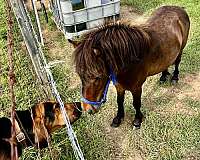 halter-miniature-pony