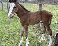 bay-westphalian-colt