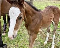 rpsi-westphalian-colt