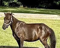 bay-experienced-trained-horse