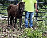 experienced-trained-male-mare