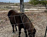 bay-male-mare-for-sale