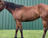 stopper-horse