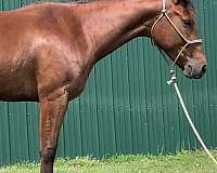 stopper-quarter-horse