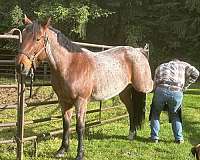 barrel-quarter-horse
