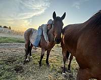 drill-team-quarter-horse