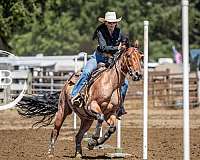 beginner-quarter-horse