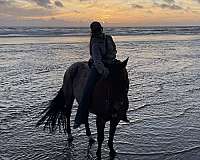all-quarter-horse