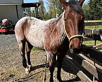 amazing-quarter-horse