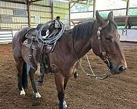all-around-quarter-horse