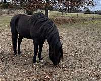 black-small-white-on-forehead-horse