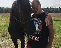 small-white-on-forehead-horse