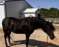 athletic-morgan-horse