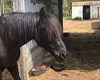 longe-line-morgan-horse