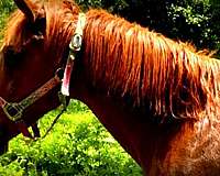 relaxed-paso-fino-horse