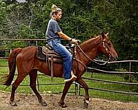 smooth-gait-paso-fino-horse