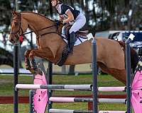 show-e-warmblood-horse