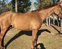 beginners-warmblood-horse