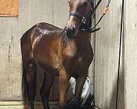 tennessee-walking-gelding