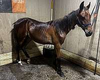 tennessee-walking-horse-for-sale