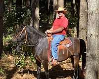 western-pleasure-walkaloosa-horse