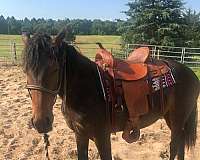 bay-walkaloosa-mare