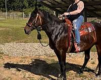 gaited-walkaloosa-horse