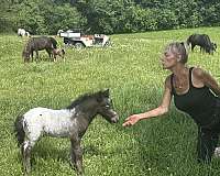all-around-miniature-horse