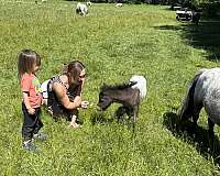 beginner-miniature-horse