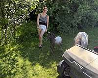halter-miniature-horse