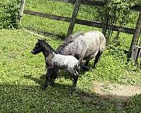 for-kids-miniature-horse