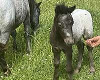 bug-colt