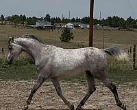 dressage-arabian-horse
