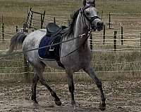 disposition-arabian-horse