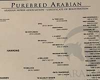 endurance-arabian-horse