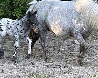 breeding-therapy-appaloosa-horse