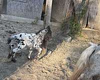 breeding-therapy-colt