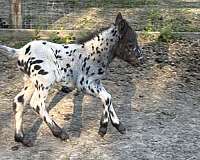 breeding-therapy-horse