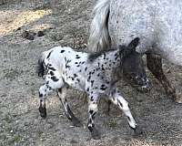 5-hand-white-horse