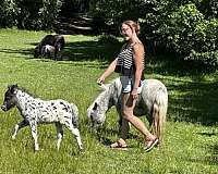 all-around-miniature-horse