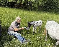 white-miniature-colt