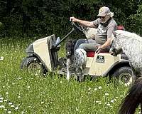 action-miniature-horse