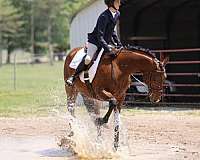 thoroughbred-horse