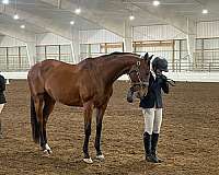thoroughbred-gelding